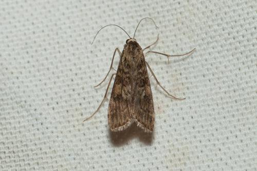 Nomophila noctuella